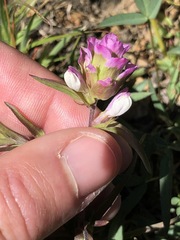 Orthocarpus cuspidatus