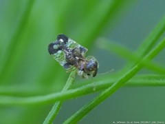 Corythucha associata
