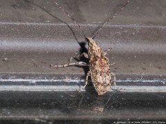 Meconemus infuscatus