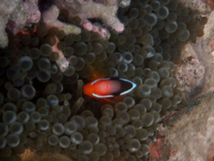 Amphiprion barberi