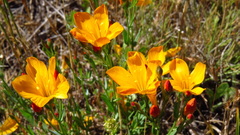 Linum chamissonis