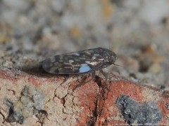 Xestocephalus superbus