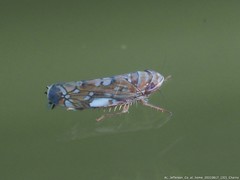 Scaphoideus opalinus