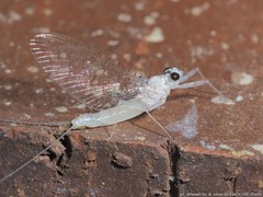 Maccaffertium terminatum