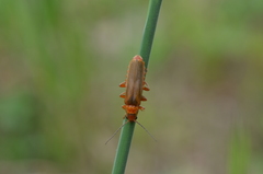 Cantharis rufa