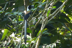 Dendrocitta leucogastra