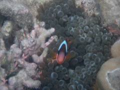 Amphiprion barberi