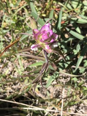 Orthocarpus cuspidatus