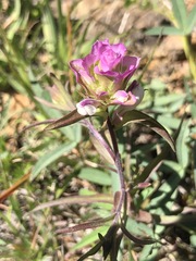 Orthocarpus cuspidatus