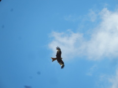 Milvus milvus milvus