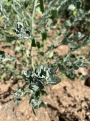 Chenopodium incanum