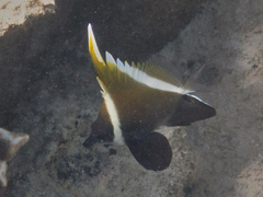 Heniochus varius