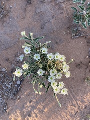 Acleisanthes diffusa