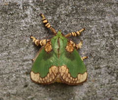 Parasa pastoralis