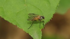 Rhagio tringarius