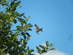 Milvus milvus milvus