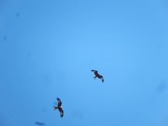 Milvus milvus milvus