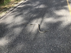 Pituophis melanoleucus melanoleucus