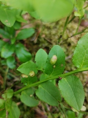 Exobasidium arescens