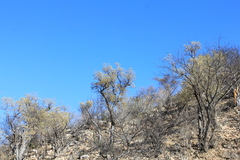 Nahuatlea arborescens