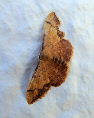 Idaea ostrinaria