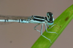 Agriocnemis pieris