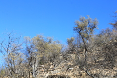 Nahuatlea arborescens