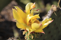 Opuntia caboensis