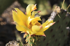 Opuntia caboensis