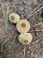 Lycoperdon perlatum