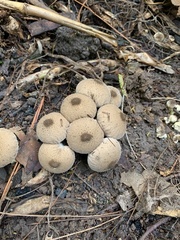 Lycoperdon perlatum