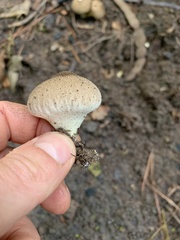 Lycoperdon perlatum