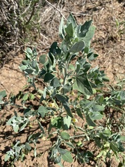 Chenopodium incanum