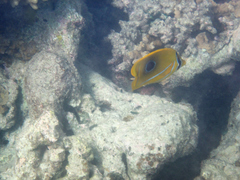 Chaetodon bennetti