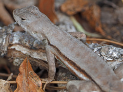 Sceloporus woodi
