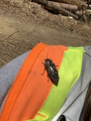 Chrysochroinae