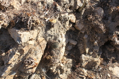 Echinocereus sciurus