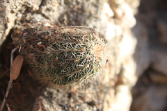Echinocereus sciurus