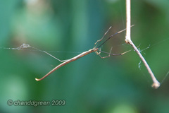 Ariamnes cylindrogaster