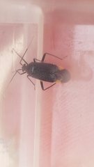 Polymerus venaticus