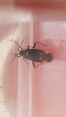 Polymerus venaticus