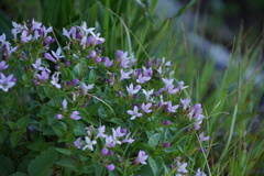 Houstonia montana