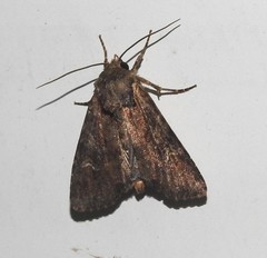 Helotropha reniformis