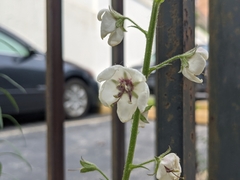 Verbascum blattaria