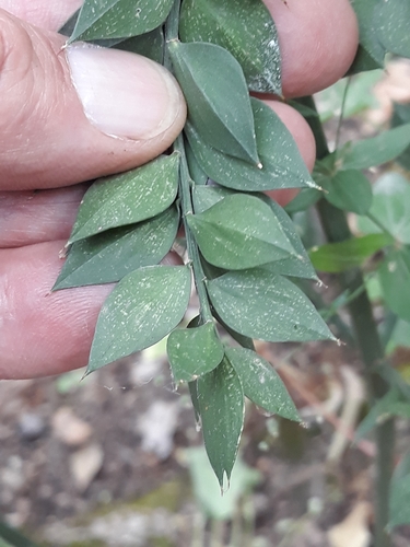 Ruscus aculeatus image