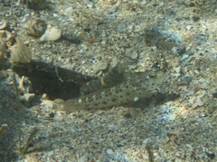 Ctenogobiops aurocingulus