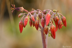 Cotyledon orbiculata oblonga