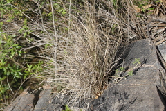 Bouteloua reflexa