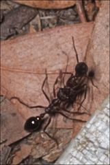 Myrmecia forficata