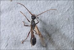 Myrmecia forficata